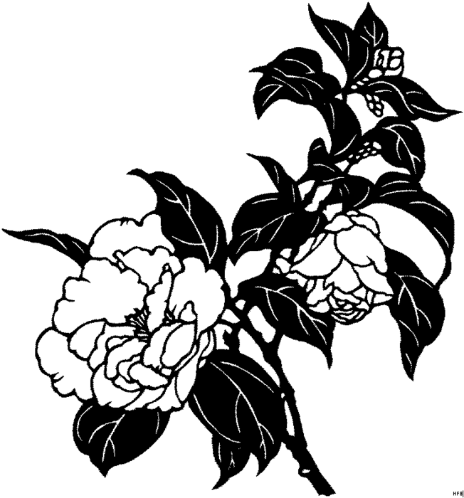 Šablone cvetov za risanje - predloga, fotografija