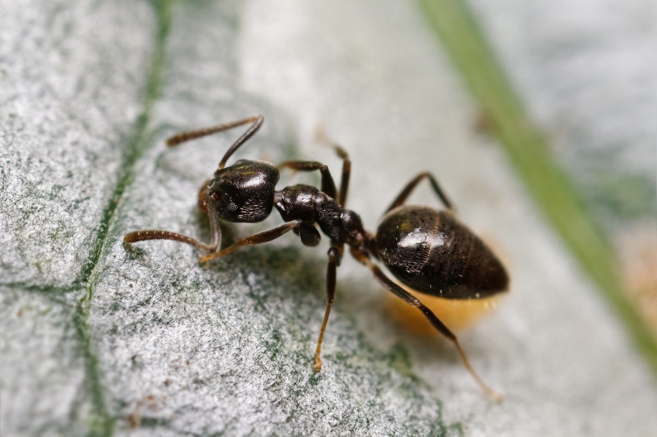 Σημάδια για τα μυρμήγκια στον τάφο