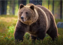 Bear: Περιγραφή του ζώου για παιδιά του βαθμού 4, για το μάθημα γύρω από τον κόσμο