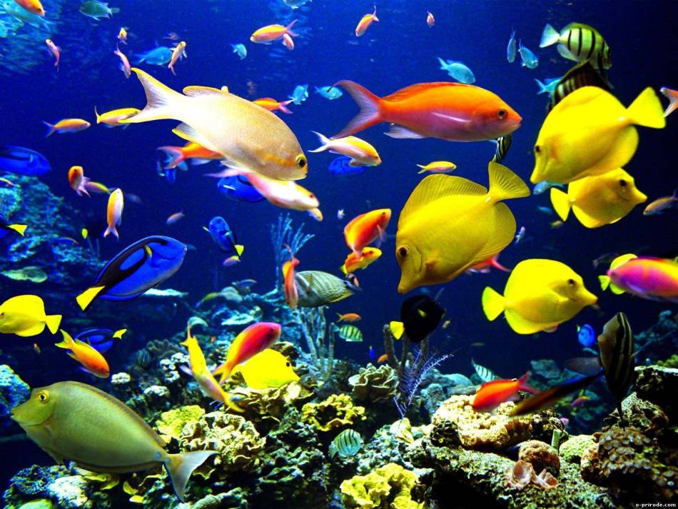 Ikan di akuarium