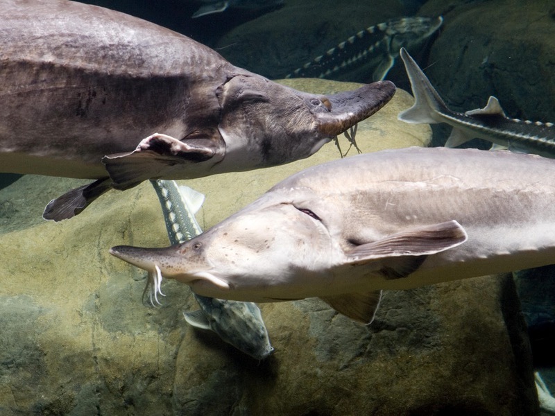 Poisson d'eau douce