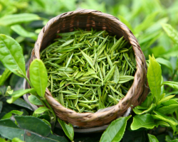 Kako je zeleni čaj za hujšanje? Kako kuhati in piti zeleni čaj, da shujšate?