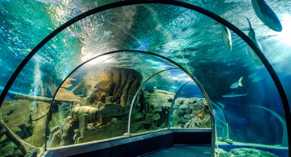 Стеклянный тоннель в океанариуме г.сочи