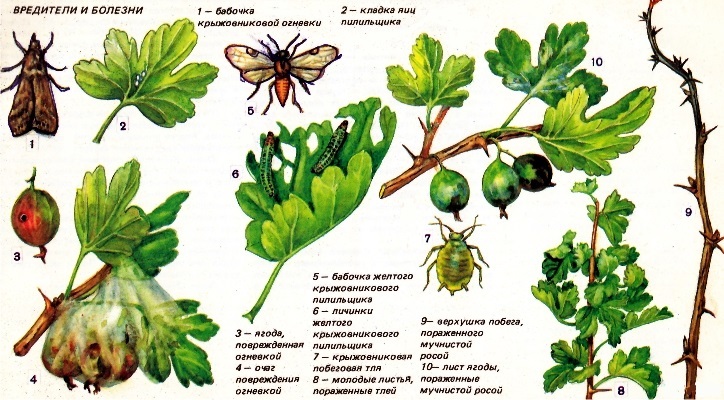 Болезни могут приводить к засыханию