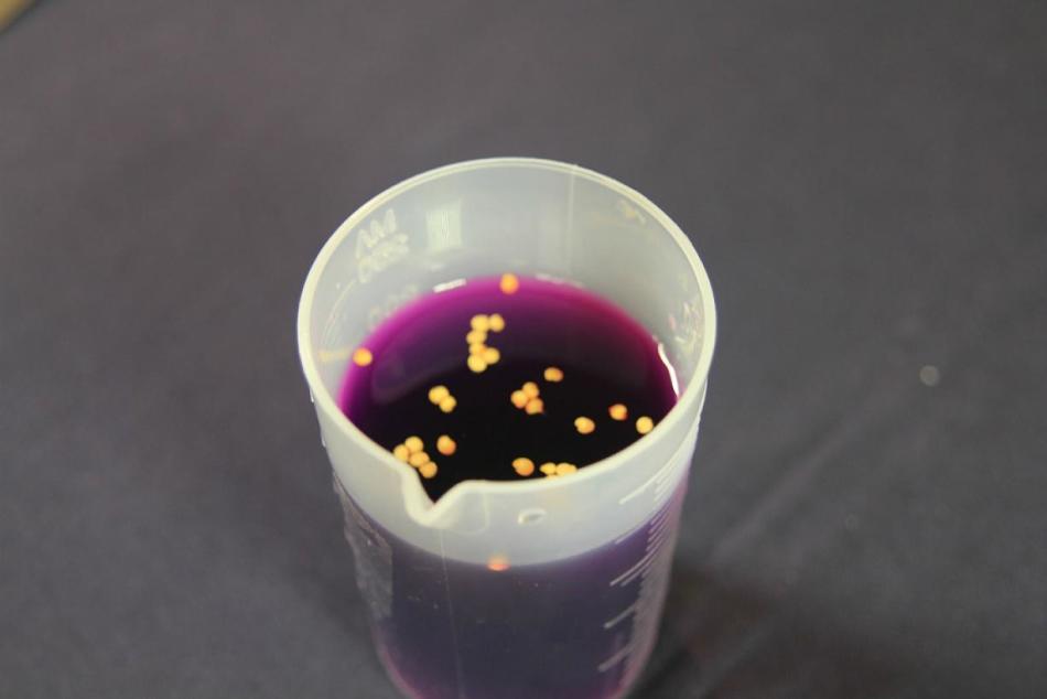 Disfection of pepper seeds by potassium permanganate.