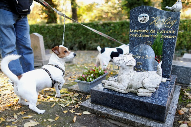 На кладбище нельзя ходить с животными