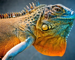 All about Iguans: what look, where they eat, where they live, are they dangerous for a person, can it be kept in an apartment?