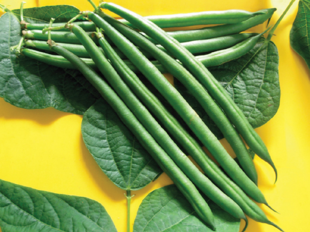 Asparagus, Kacang Asparagus dan Kacang Patch: Apa bedanya? Apa perbedaan antara biji asparagus dari biasa, tambalan?