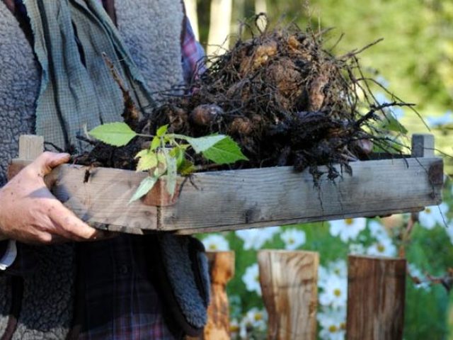 Ne zaman kazılır ve kazdıktan sonra Dahlias nasıl saklanır?