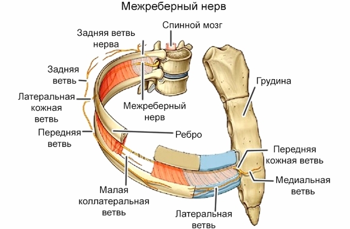 Hrbtenica boli na sredini hrbta po spanju z medrebrno nevralgijo
