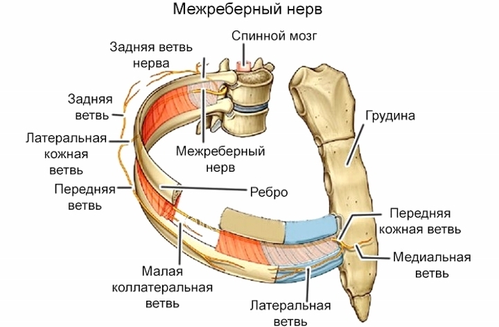 La colonna vertebrale fa male nel mezzo della schiena dopo il sonno con nevralgia intercostale