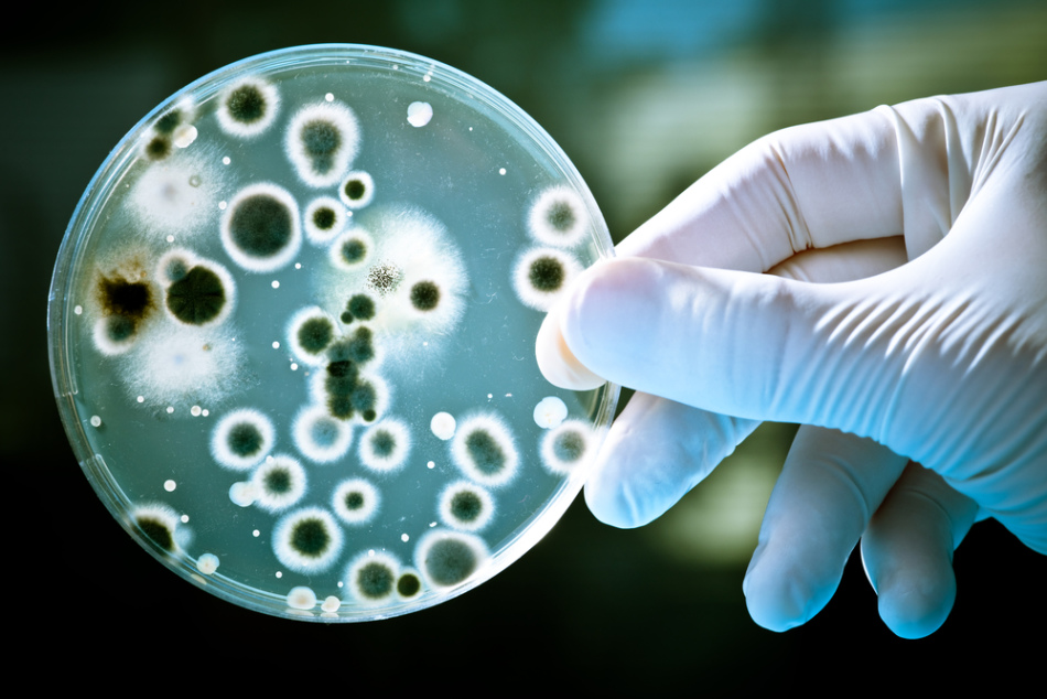Pathogenic bacteria
