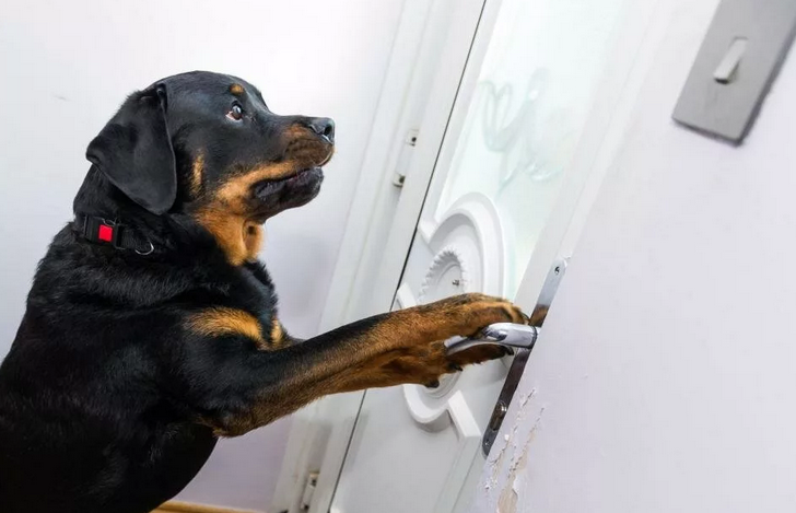 Pes skočí na dvere