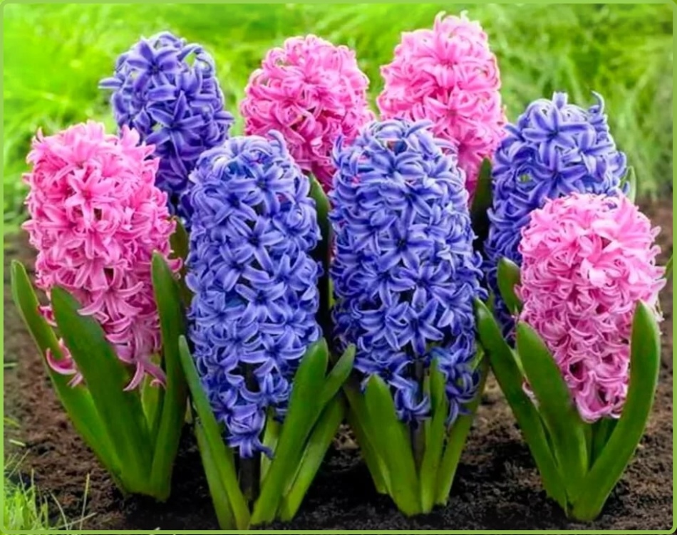 Hyacinths bukan tetangga terbaik dalam vas untuk bunga lili