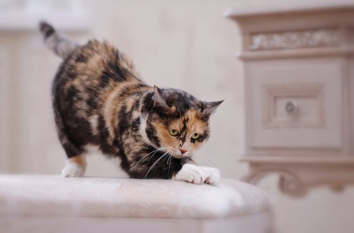 A macska bútorokat vesz: mit kell tenni? Hogyan lehet elválasztani a macskát a bútorok szakításához: Gyakorlati tanácsok és bíboros módszerek? Hogyan válasszunk egy macskát egy macskához? Hogyan lehet hozzászokni egy macskát egy karomhoz?
