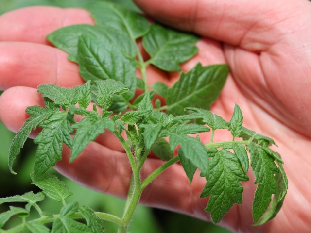 Les semis de tomates poussent bien, ne poussent pas, tombe, périt, les bites après la plongée: que faire, comment sauver les semis? Comment prendre soin des semis de tomates après la plongée? Avec quel engrais, remède folklorique pour nourrir les semis de tomates après la plongée: recettes, conseils