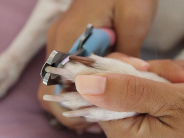 Как стричь когти собаке в домашних условиях? Как и какими ножницами когтерезками обрезать ногти собаке, как подпиливать и стачивать когти?