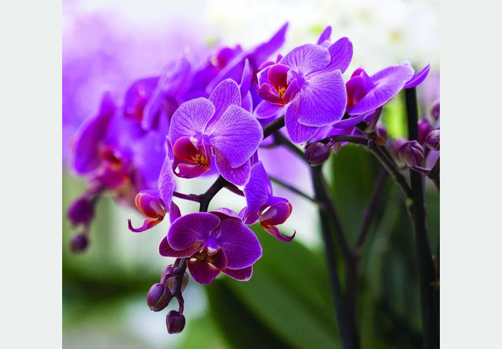 Орхидея — комнатный цветок, который должен быть в доме обязательно