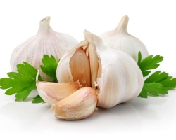 All about garlic. Useful and therapeutic properties of garlic. Folk recipes with garlic