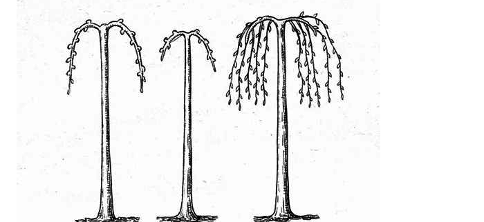 Формирование плакучей формы кроны деревьев
