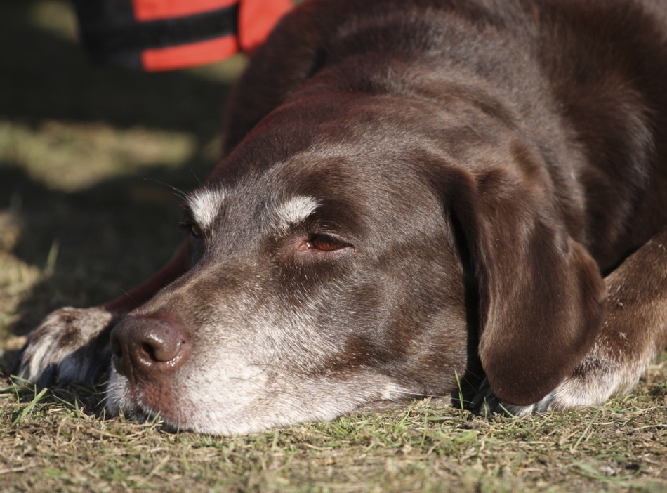 Le chien est triste