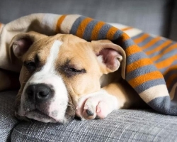 Cystitis kutyákban: okok, tünetek, kezelés. Mit kell tenni a cystitisnek a kutyákban, mint kezelni?