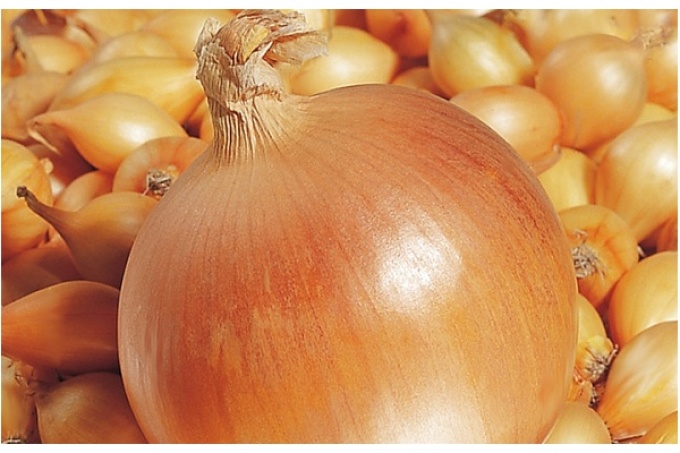Onion juice is rubbed into the roots from hair loss
