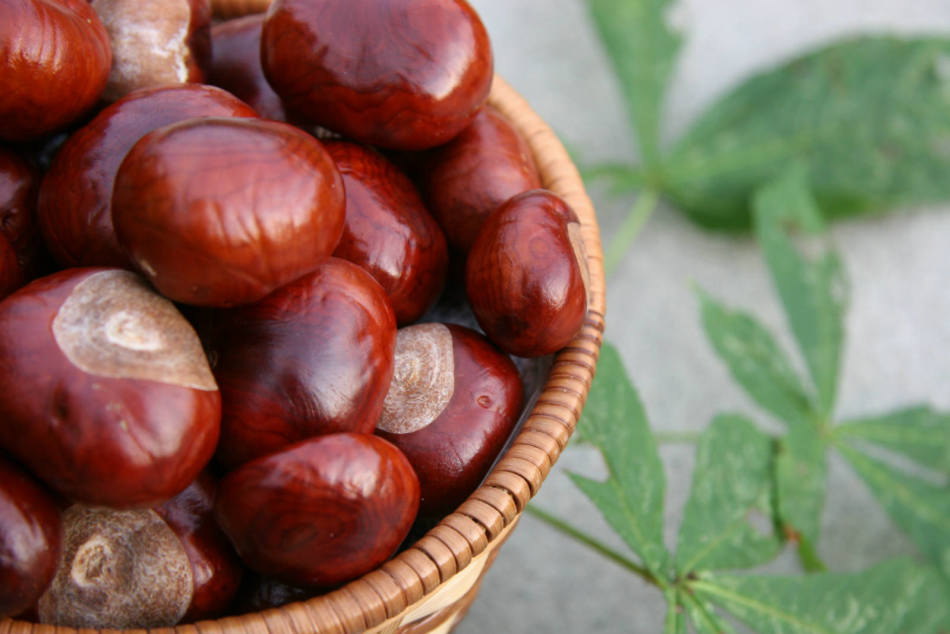 Chestnuts are recommended to be stored in tightly closed dry containers so that they do not deteriorate longer