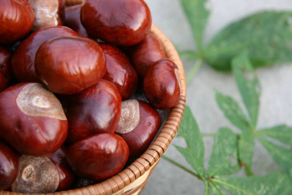 Si consiglia di conservare i castagne in contenitori asciutti strettamente chiusi in modo che non si deteriorino più a lungo