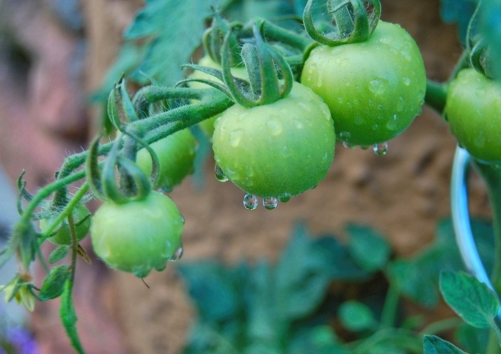 Green tomatoes go well with grapes, just choose a tomato of the corresponding size