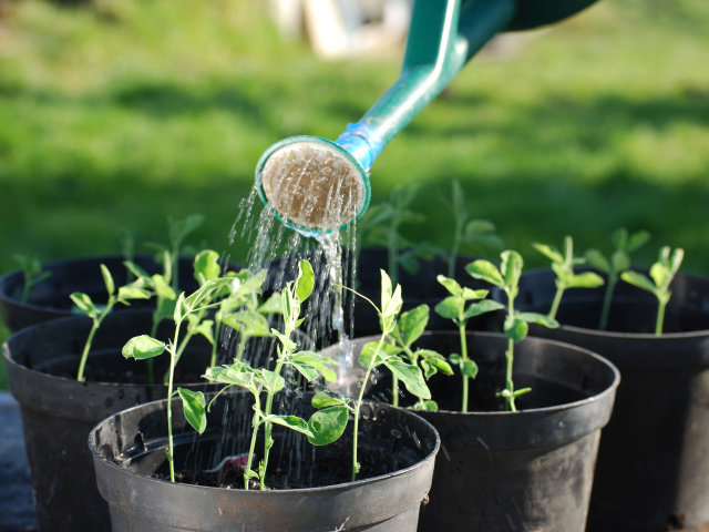 ¿Cómo alimentar flores de hidrógeno con peróxido de hidrógeno? Peróxido de hidrógeno para regar plantas de interior, flores: instrucciones, revisiones