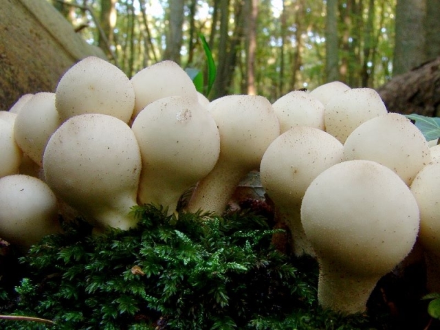 Mushroom raincoat: edible or not, what does a false mushroom look like a raincoat? Mushroom raincoat: therapeutic properties and how to cook? What can be made from a raincoat mushroom?