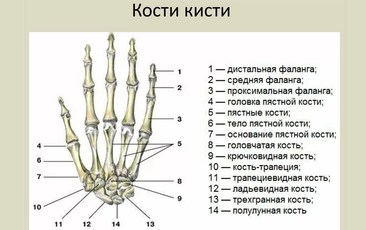 Анатомия строения кисти руки человека