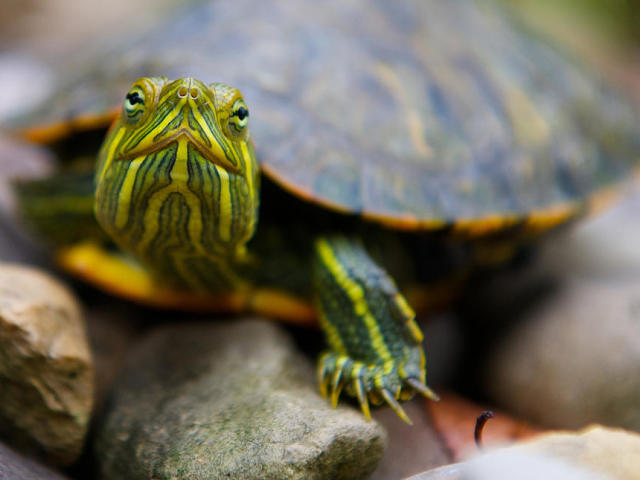 Rot -gehaarte Schildkröte zu Hause: Wartung und Pflege