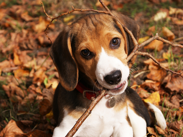Советы ветеринара по домашнему и уличному содержанию собак. Как правильно содержать собаку в доме, на улице, купать, кормить, ухаживать за шерстью, как определить, не болеет ли собака?
