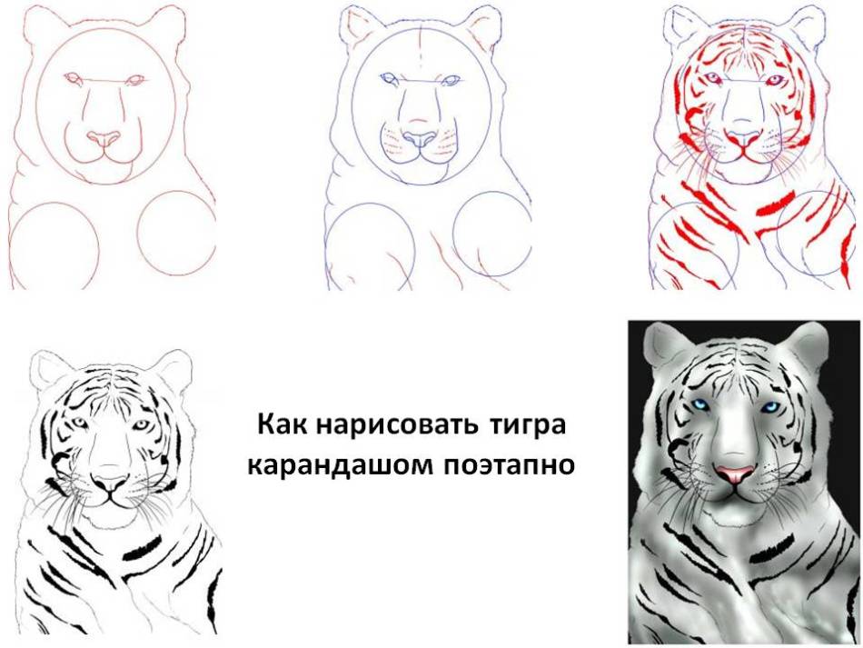 How to draw a muzzle tiger correctly