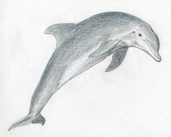 Comment dessiner un dauphin en étapes avec un crayon? Comment dessiner un dauphin dans la mer: dessins pour enfants