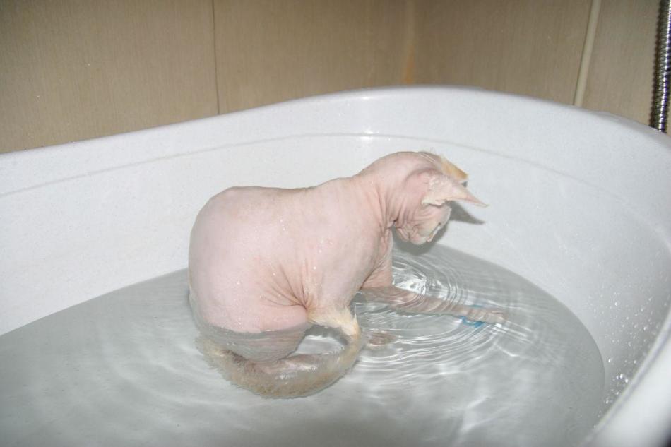 Взрослых канадских сфинксов купают в ванной