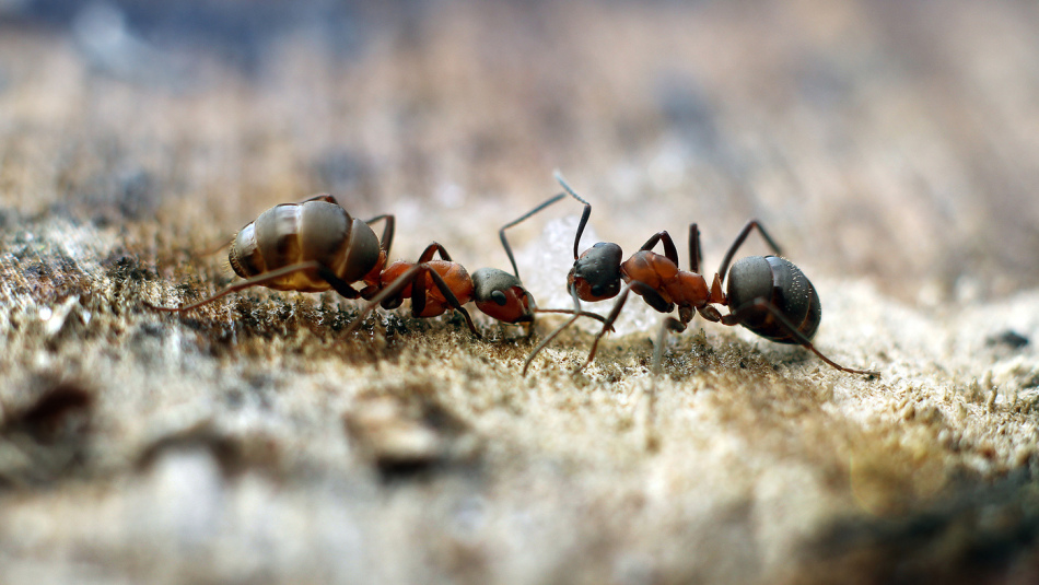 Ants