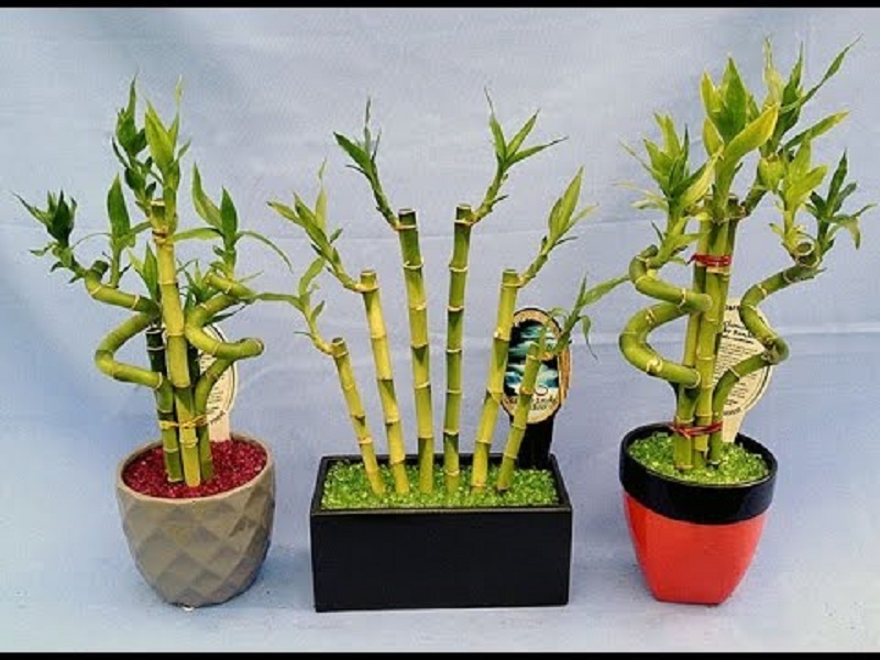 This type of dracaena takes root well in the water, so sometimes mini-excructions are done with it