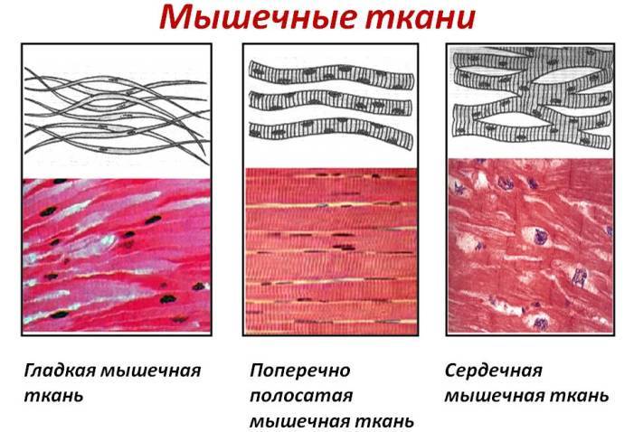 Human muscle tissue