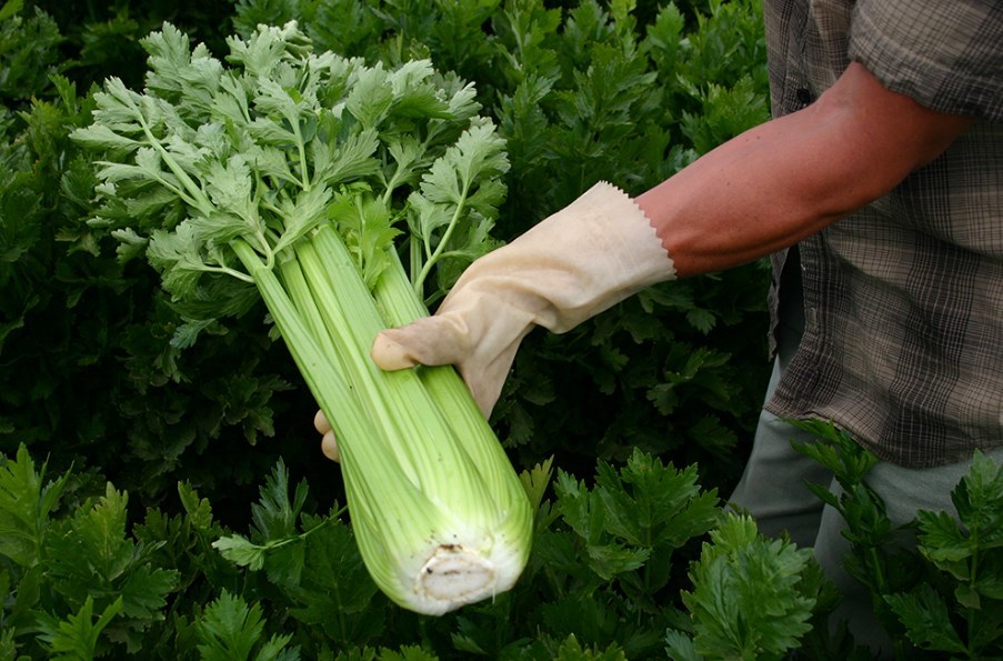 Celery grows to about this size