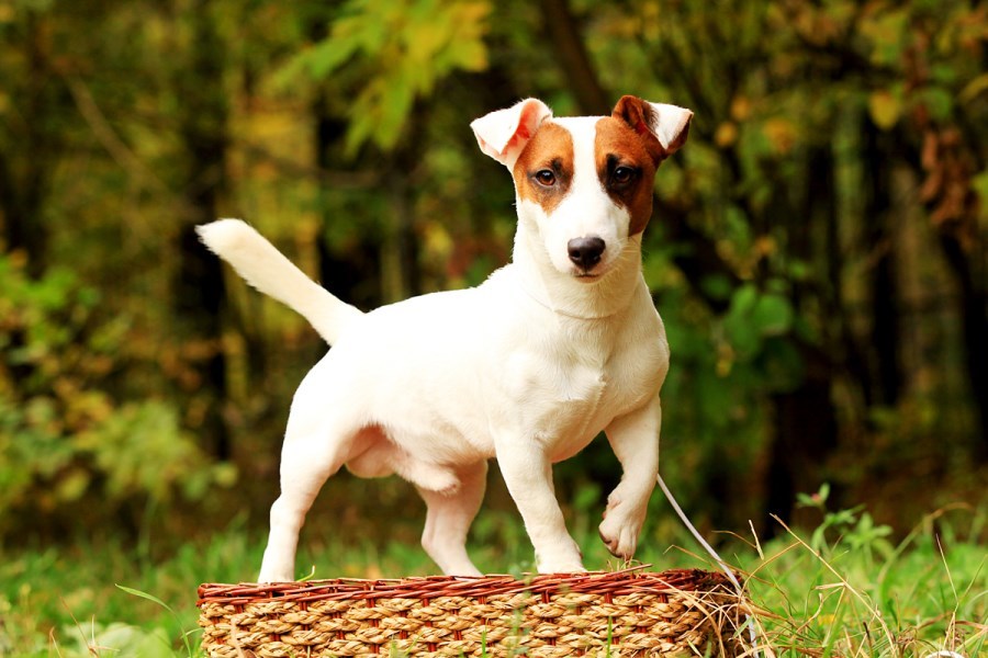 How many years do the dogs of the Jack-Rassel Terrier live on average?