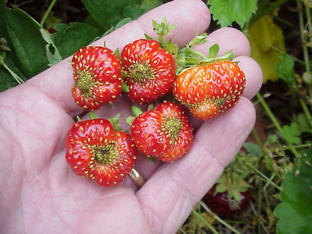 Nematode sur les fraises: causes d'infection, signes, mesures de lutte, plan de traitement, prévention, revues