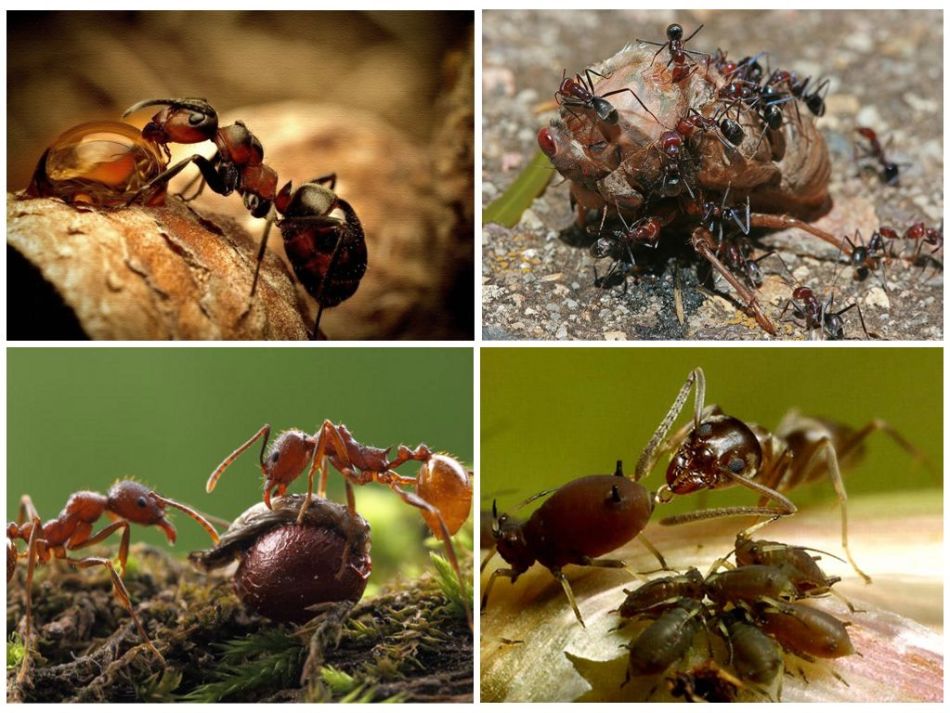 Nutrition des fourmis de feu