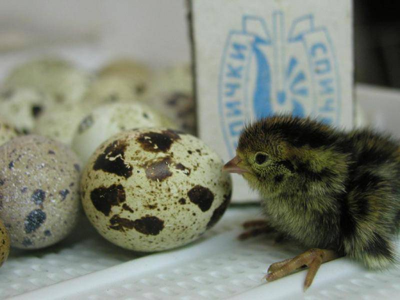 Raw quail eggs have a beneficial effect on the body