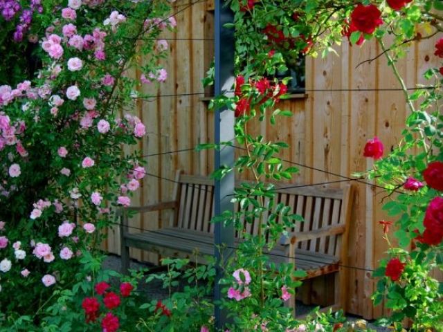 WEEVEVED ROSE: Winter -harte Sorten, den ganzen Sommer blühen, Landung, Umpflanzen an einen anderen Ort, Pflege, Fortpflanzung, Beschneiden im Frühling und Herbst, Vorbereitung auf den Winter. Warum die Kletterrose nicht blüht: die Ursachen, die Krankheit und ihre Behandlung. WEBLE ROSEN IM LANDSCAPE -Design: Foto