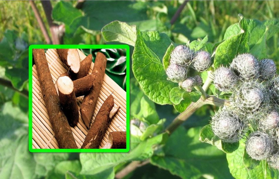 Burdock in nature and its roots