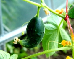 Why do cucumbers grow poorly, slowly or not at all in a greenhouse, a greenhouse, on a bed in open ground: reasons, what to do, what to feed, pour? What to do with cucumbers if there are a lot of ovaries on them, but the fruits of cucumbers grow poorly?