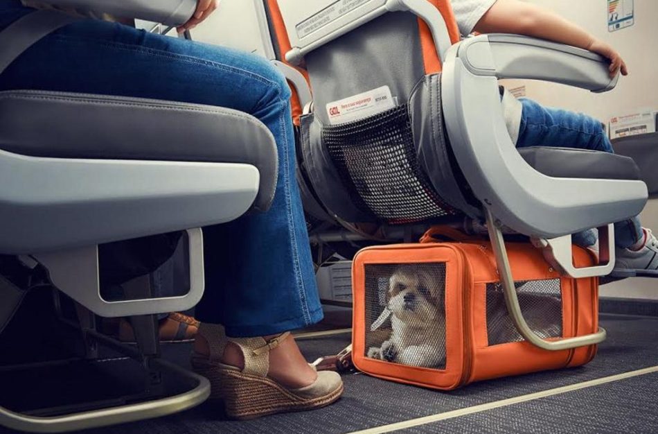 Путешествие с животным на самолете